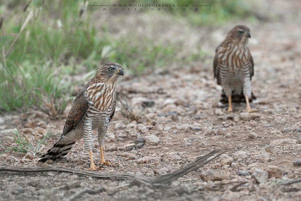 Buffalo Springs National Reserve