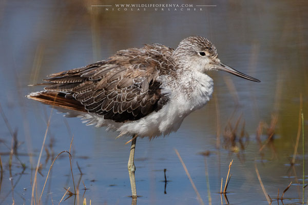 Lake Nakuru National Park