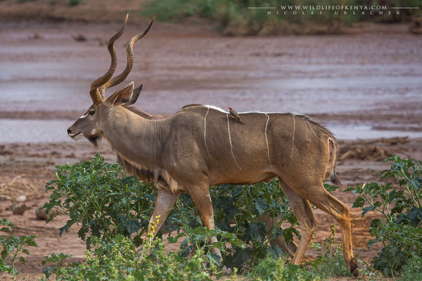 Samburu National Reserve