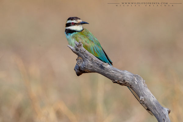 White-throated bee-eater / Samburu / December 2022