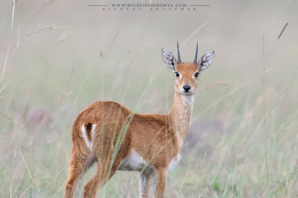 Mara Triangle
