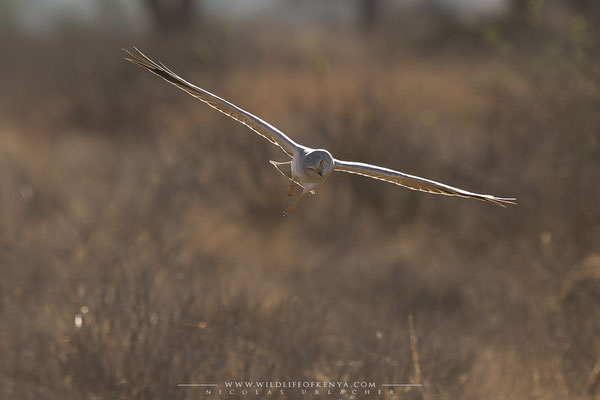 Samburu National Reserve