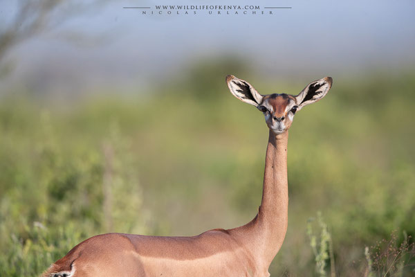 Samburu National Reserve