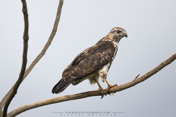 Aberdare National Park