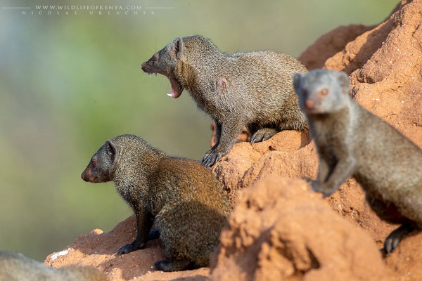 Samburu National Reserve