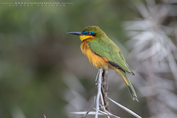 Samburu National Reserve