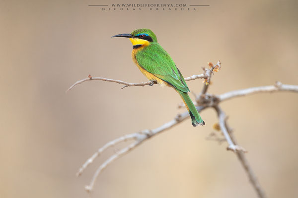 Tsavo West National Park