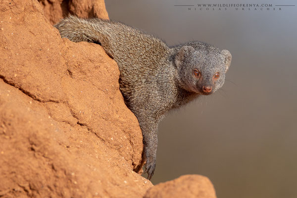 Samburu National Reserve