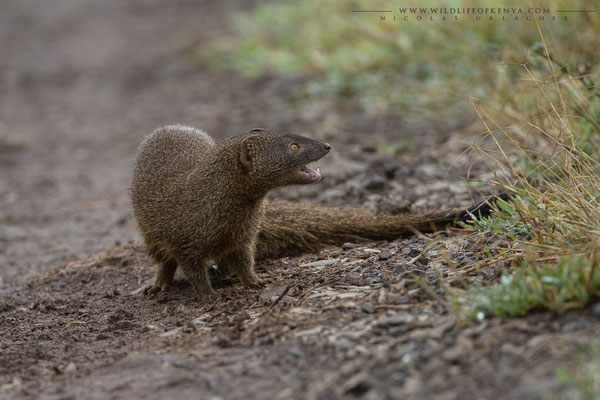 Aberdare National Park