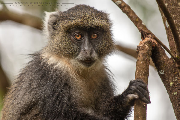 Karura Forest, Nairobi