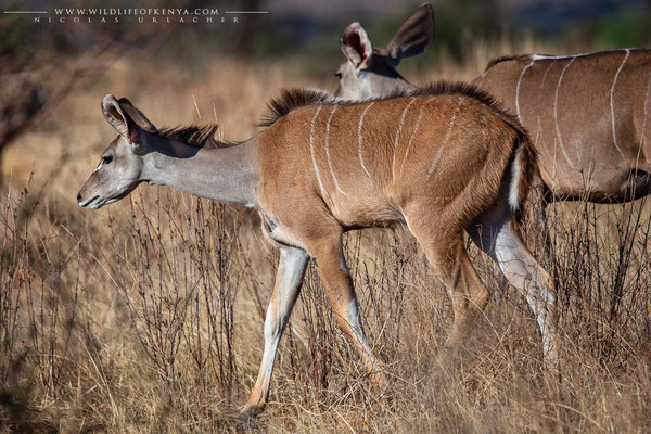 Samburu National Reserve