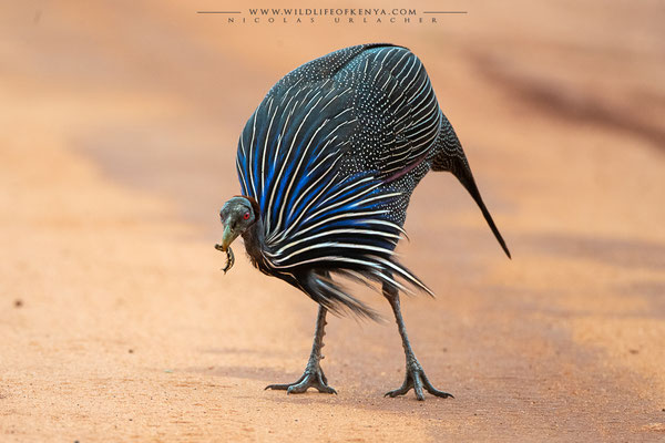Tsavo West National Park