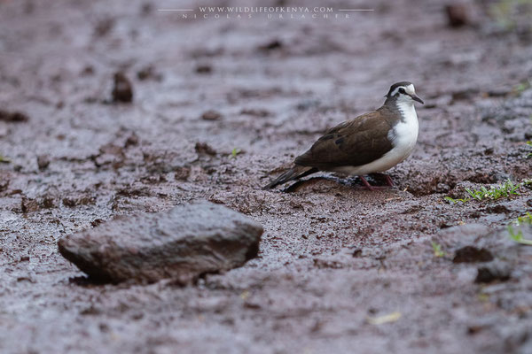 Aberdare National Park