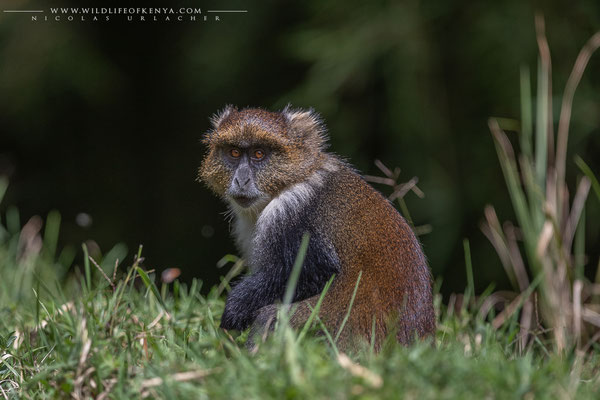 Aberdare National Park