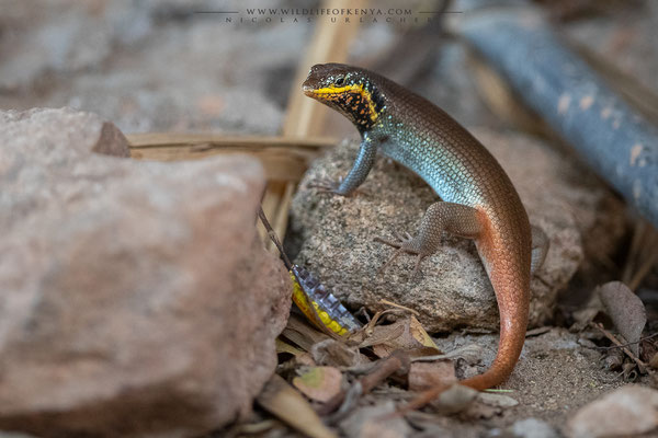 Samburu National Reserve