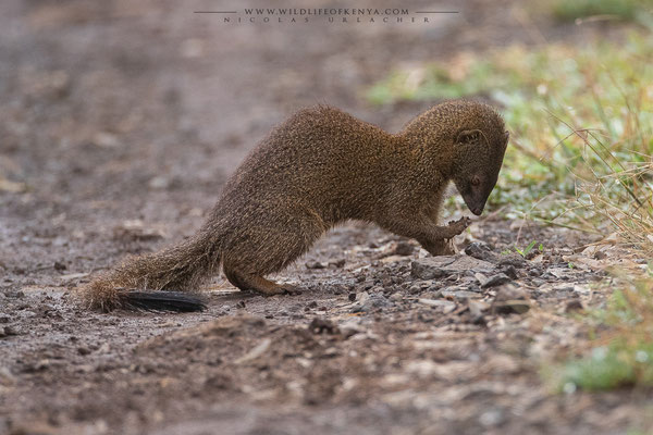 Aberdare National Park