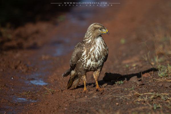 Aberdare National Park