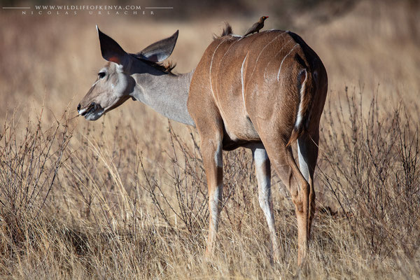 Samburu National Reserve