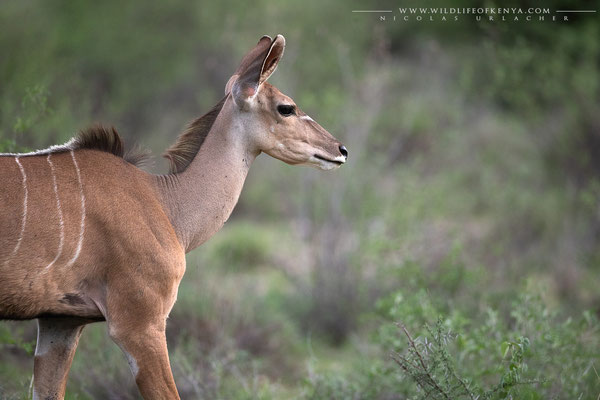 Buffalo Springs National Reserve