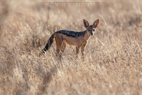 Samburu National Reserve