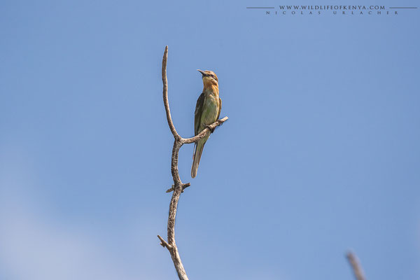 Tsavo West National Park