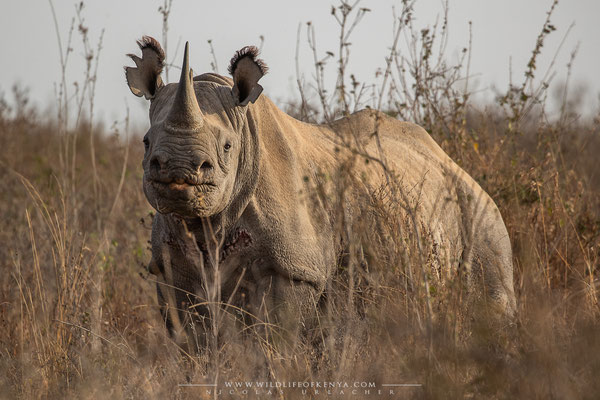Nairobi National Park