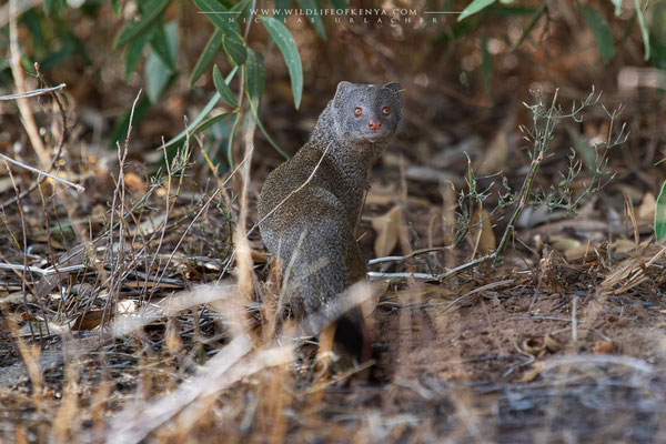 Samburu National Reserve