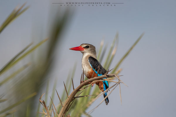 Amboseli National Park