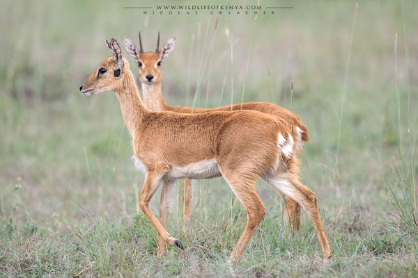 Mara Triangle