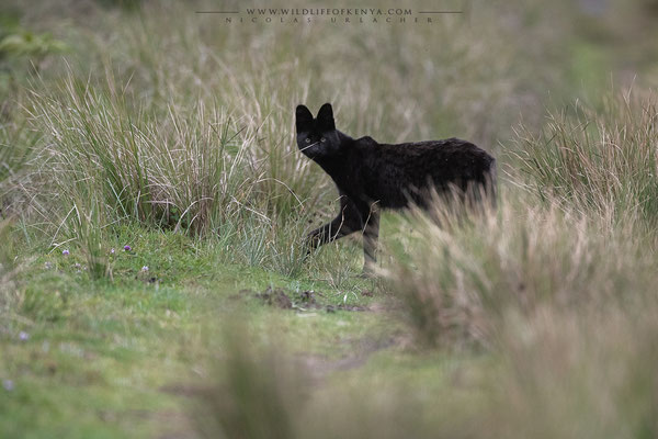 Aberdare National Park