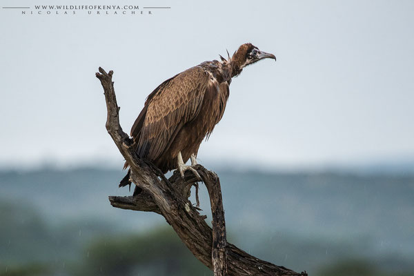 Ol Kinyei Conservancy