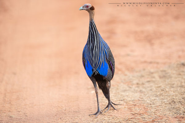 Samburu National Reserve