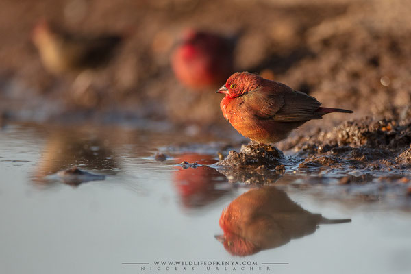 Shompole Conservancy