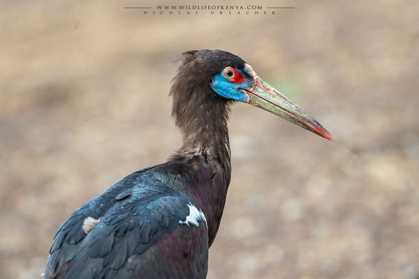 Mara Triangle National Reserve