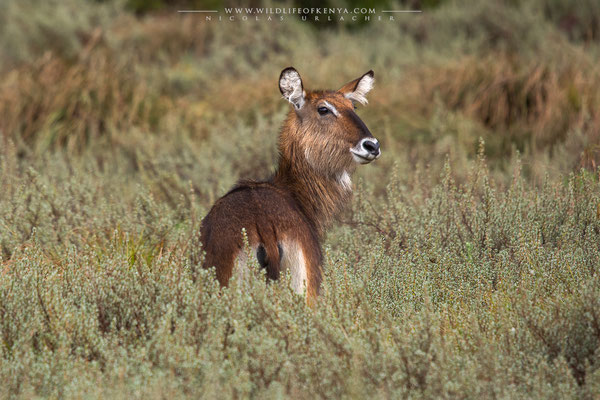 Aberdare National Park