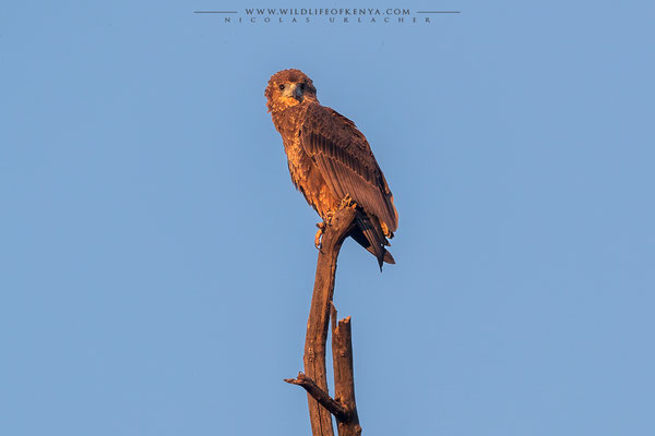 Samburu National Reserve