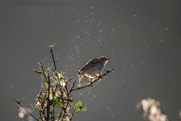 Nakuru National Park