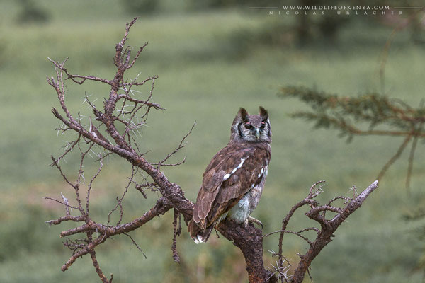Olare Motorogi Conservancy