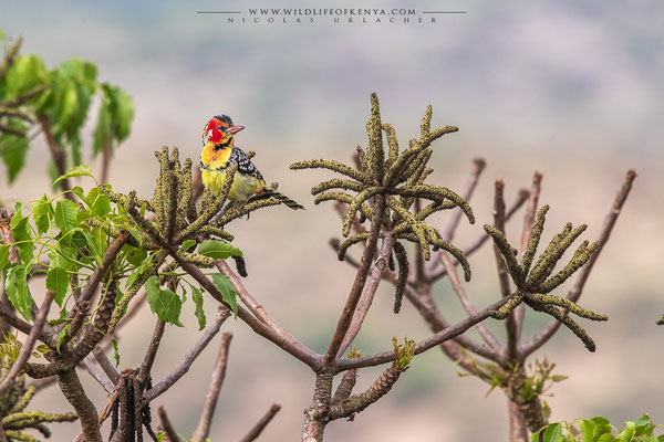Champagne Ridge, Kajiado