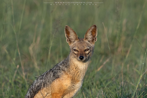 Mara Triangle