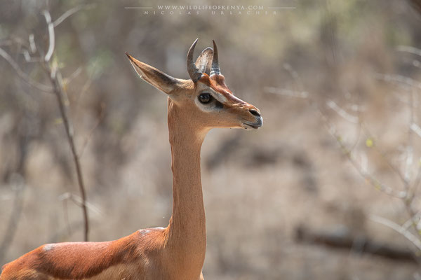 Tsavo West National Park