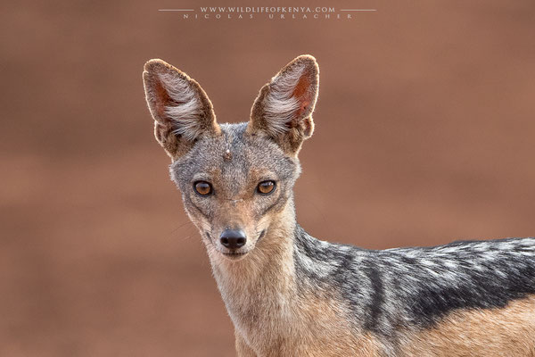 Tsavo West National Park