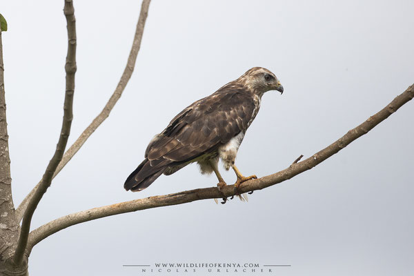 Aberdare National Park