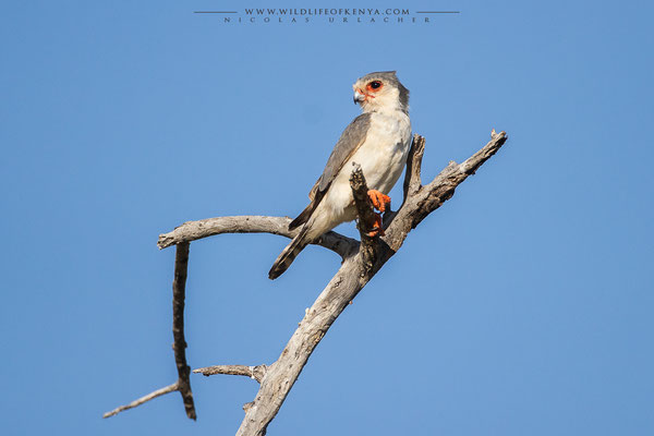 Samburu National Reserve