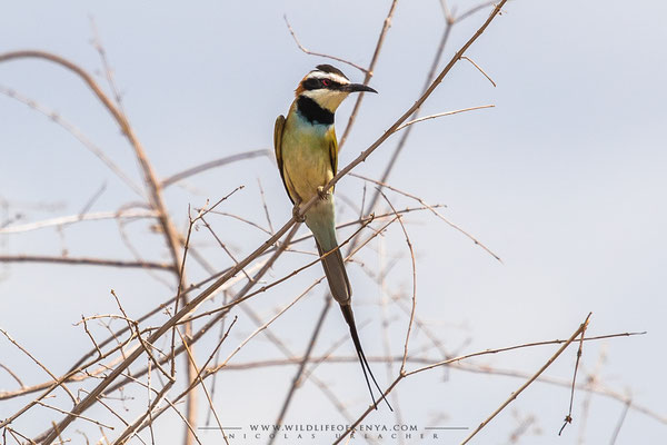 Samburu National Reserve