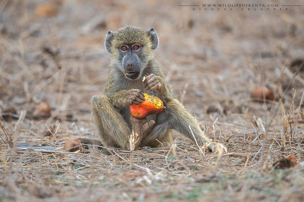 Tsavo West National Park