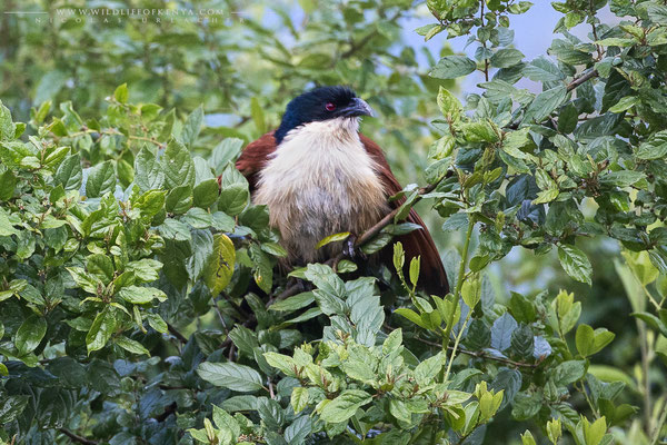 Aberdare National Park