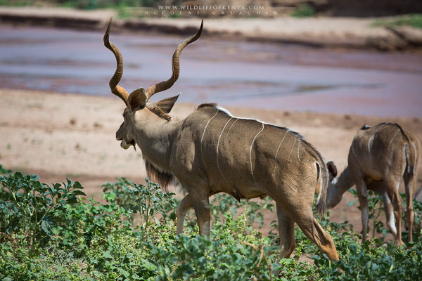 Samburu National Reserve