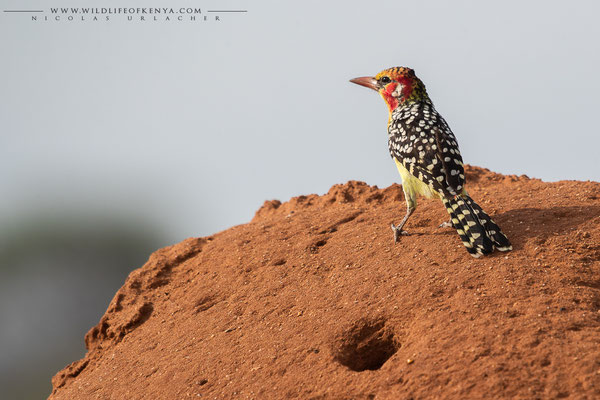 Samburu National Reserve