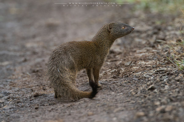 Aberdare National Park